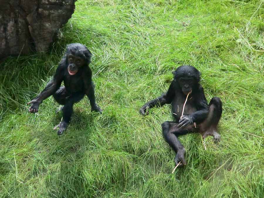 Bonobo im Wuppertaler Zoo im Juli 2014