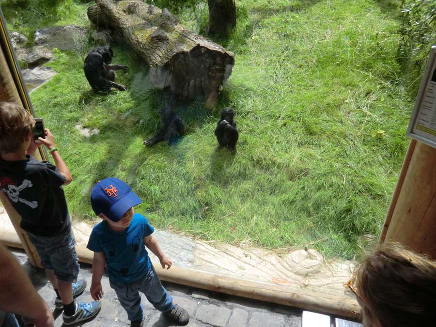 Bonobo im Zoo Wuppertal im Juli 2014