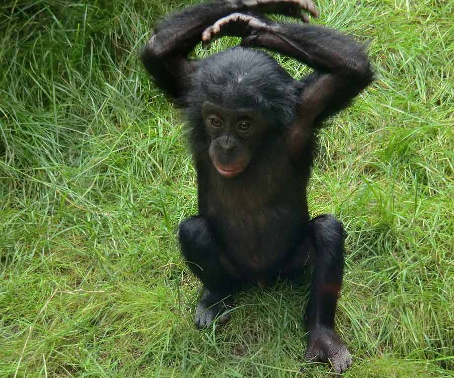 Bonobo im Zoologischen Garten Wuppertal im Juli 2014