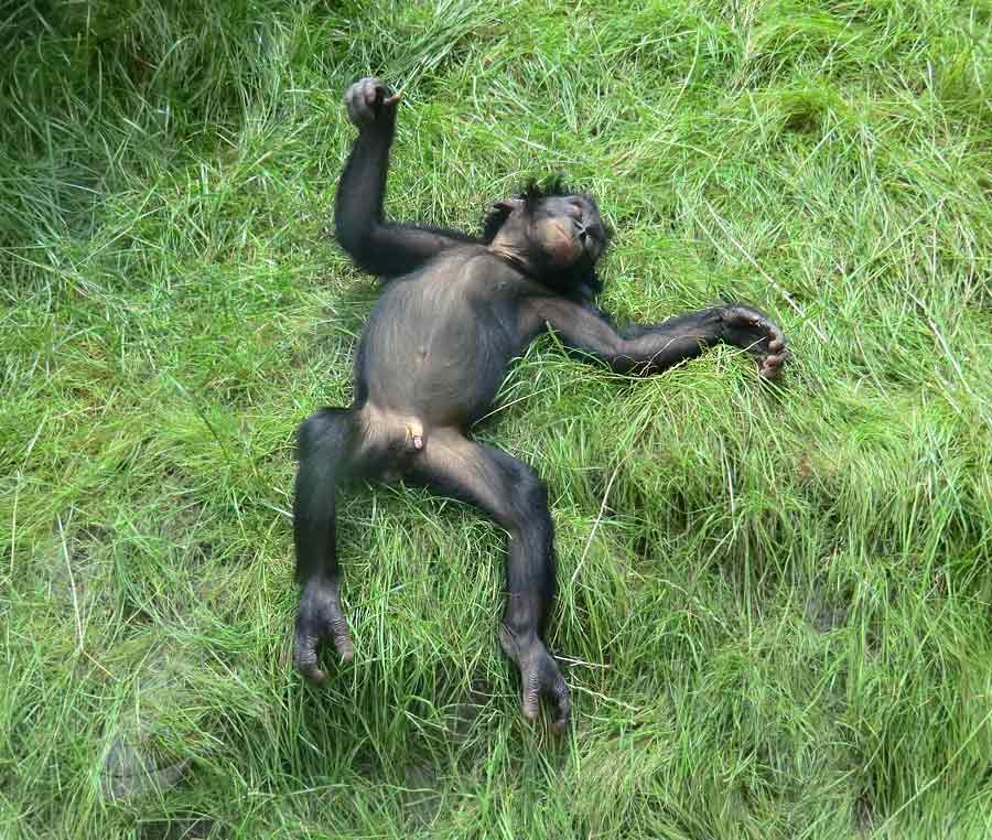 Bonobo im Wuppertaler Zoo im Juli 2014