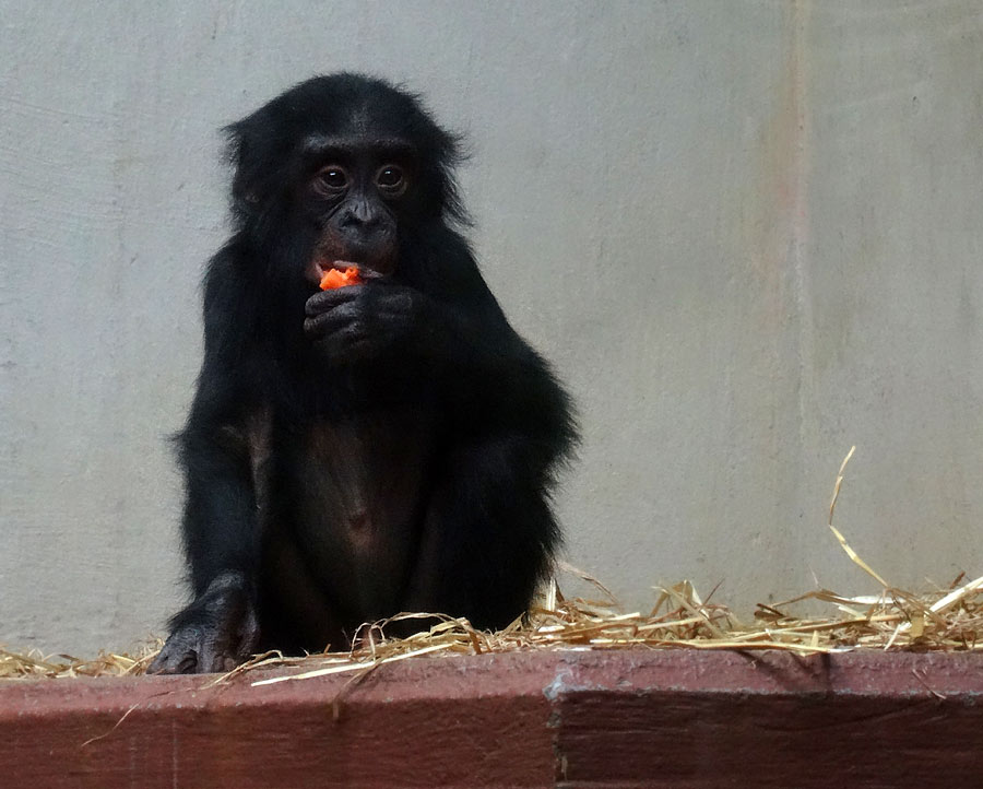 Bonobo im Wuppertaler Zoo im April 2015