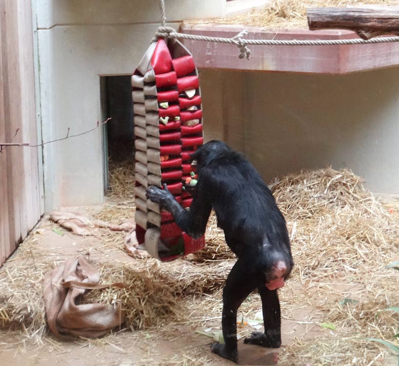 Bonobo im Grünen Zoo Wuppertal im Mai 2016