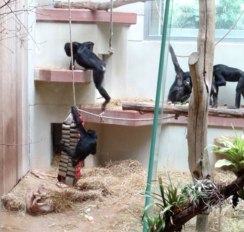 Bonobo im Zoologischen Garten Wuppertal im Mai 2016