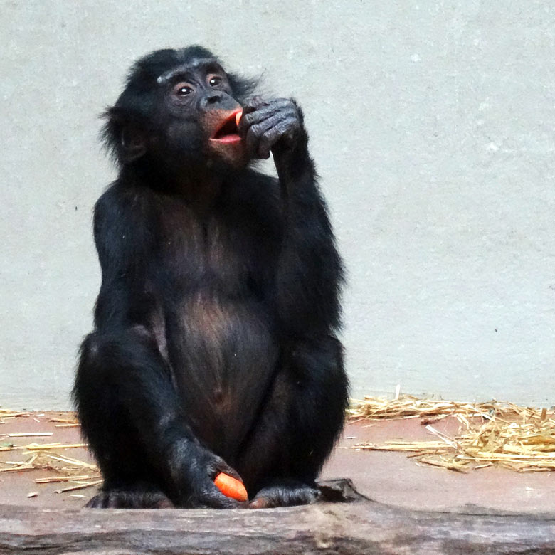 Bonobo im Zoologischen Garten der Stadt Wuppertal im Mai 2016