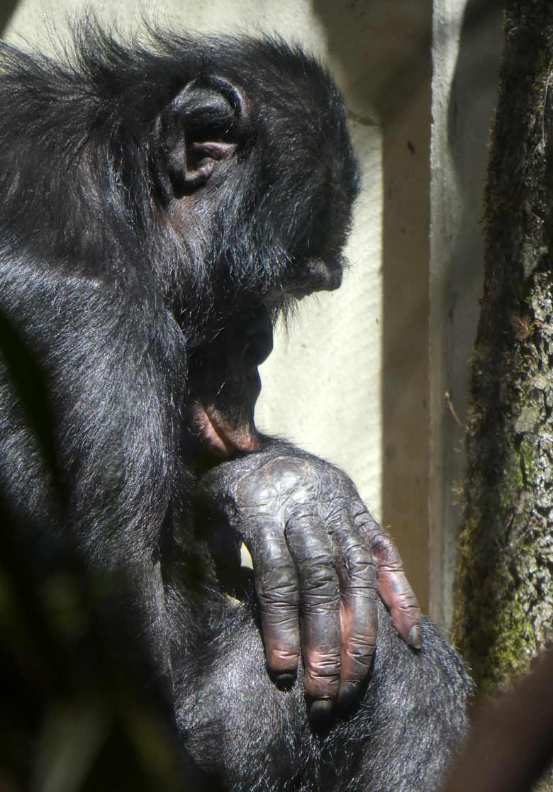 Bonobo-Weibchen am 15. Juni 2017 im Menschenaffenhaus im Grünen Zoo Wuppertal