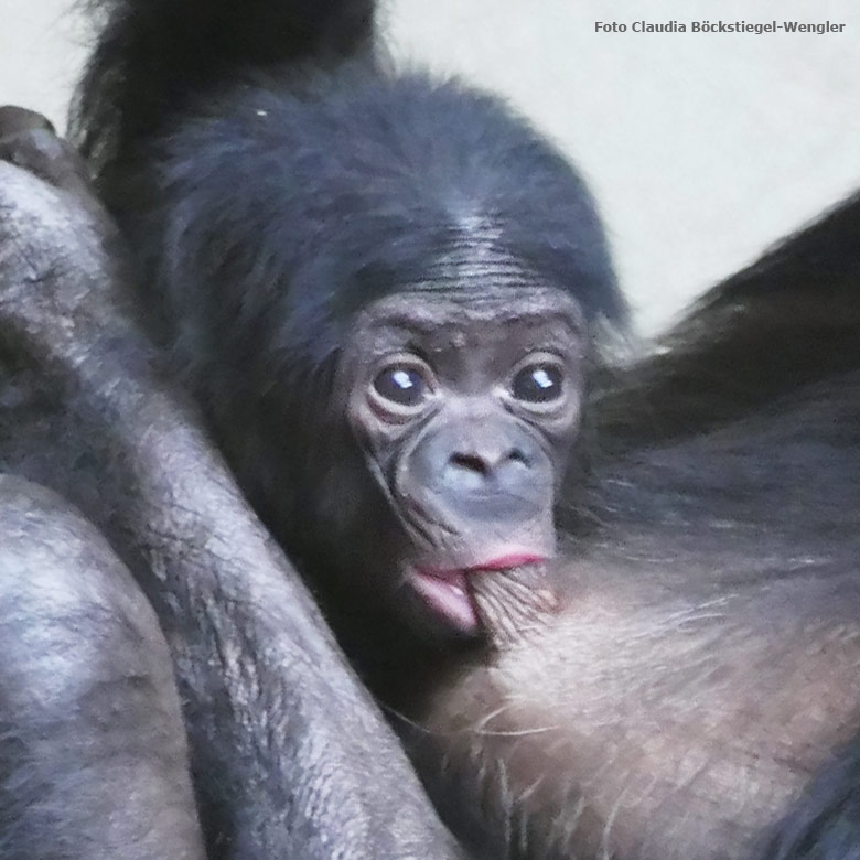 Bonobo-Jungtier am 14. Juli 2017 im Innengehege im Menschenaffenhaus im Zoologischen Garten Wuppertal (Foto Claudia Böckstiegel-Wengler)