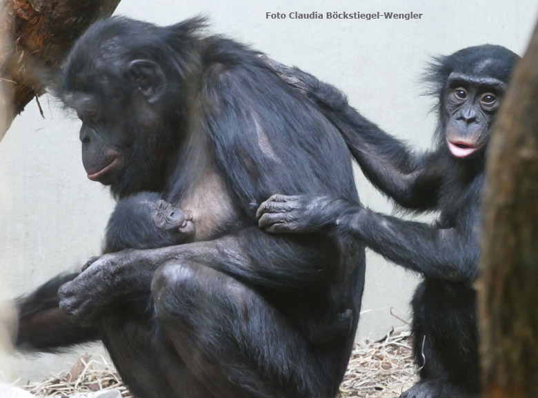 Bonobo-Mutter EJA mit dem am 6. Juli 2017 geborenen weiblichen Bonobo-Jungtier und ihrem am 1. August 2011 geborenen Sohn AYUBU am 14. Juli 2017 im Innengehege im Menschenaffenhaus im Zoo Wuppertal (Foto Claudia Böckstiegel-Wengler)