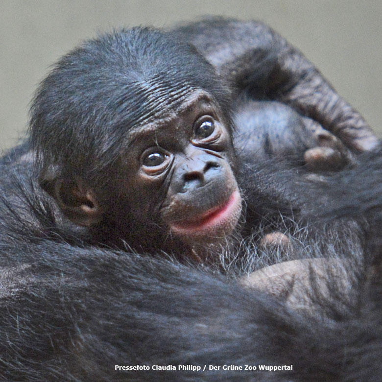 Bonobo-Jungtier in den Armen der Bonobo-Mutter EJA am 16. Juli 2017 im Menschenaffenhaus im Wuppertaler Zoo (Pressefoto Claudia Philipp / Der Grüne Zoo Wuppertal)