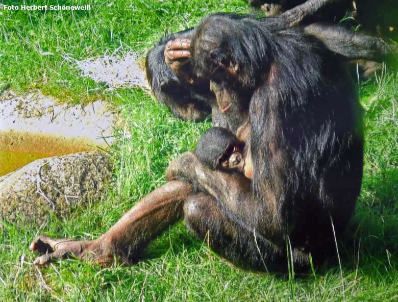 Bonobo-Weibchen EJA mit Jungtier am 19. Juli 2017 auf der Außenanlage am Menschenaffenhaus im Grünen Zoo Wuppertal (Foto Herbert Schöneweiß)