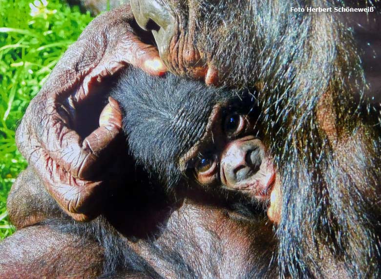 Bonobo-Mutter EJA mit Jungtier am 19. Juli 2017 auf der Außenanlage am Menschenaffenhaus im Wuppertaler Zoo (Foto Herbert Schöneweiß)