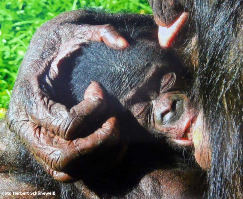 Bonobo-Jungtier am 19. Juli 2017 auf der Außenanlage am Menschenaffenhaus im Zoologischen Garten der Stadt Wuppertal (Foto Herbert Schöneweiß)