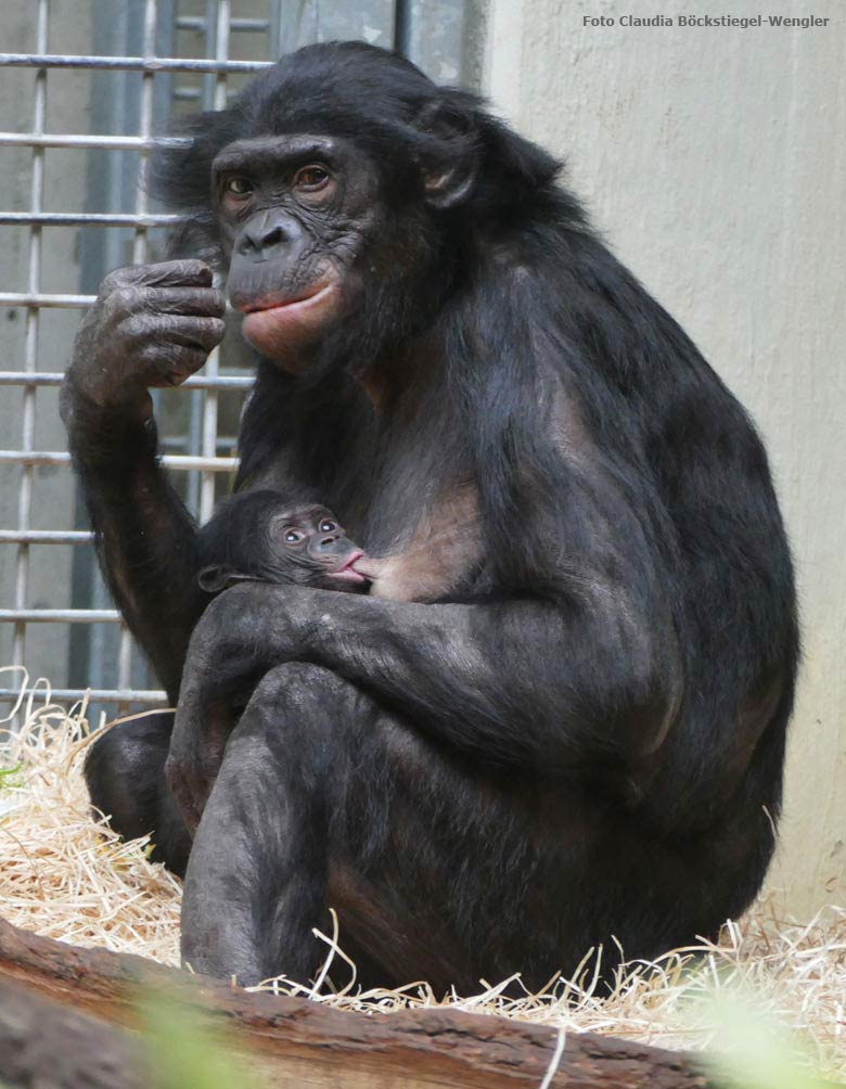 Bonobo-Mutter EJA mit Bonobo-Jungtier am 26. Juli 2017 im Innengehege im Menschenaffenhaus im Grünen Zoo Wuppertal (Foto Claudia Böckstiegel-Wengler)
