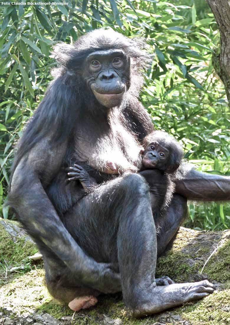 Bonobo-Weibchen EJA mit dem noch namenlosen Jungtier am 9. August 2017 auf der Außenanlage im Grünen Zoo Wuppertal (Foto Claudia Böckstiegel-Wengler)