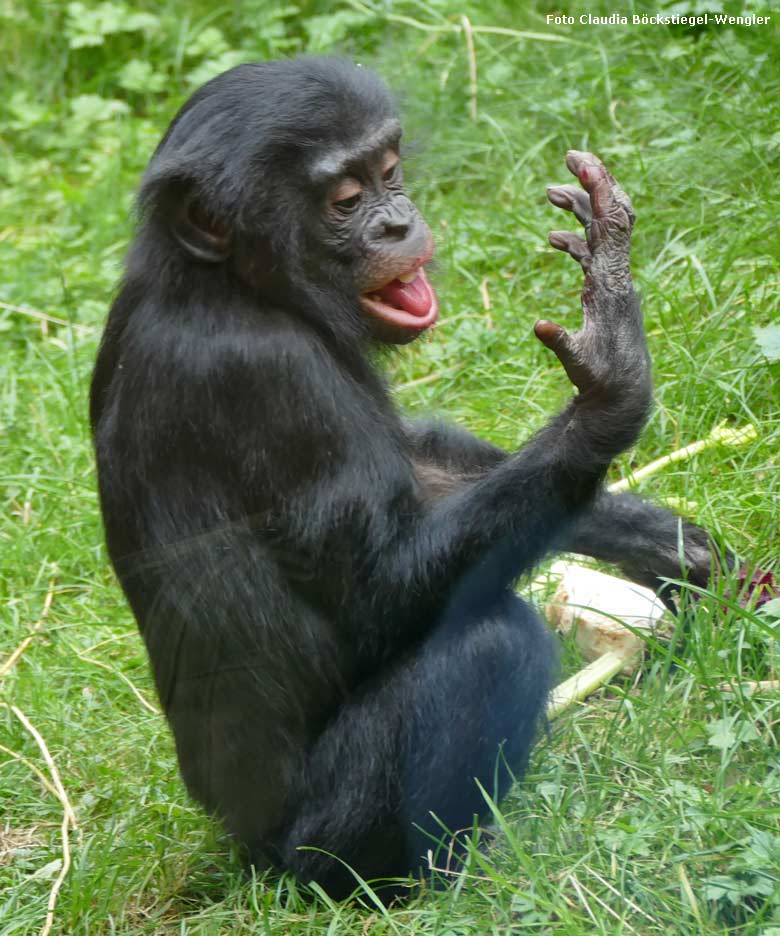 Älteres Bonobo-Jungtier am 4. September 2017 auf der Außenanlage im Zoologischen Garten der Stadt Wuppertal (Foto Claudia Böckstiegel-Wengler)