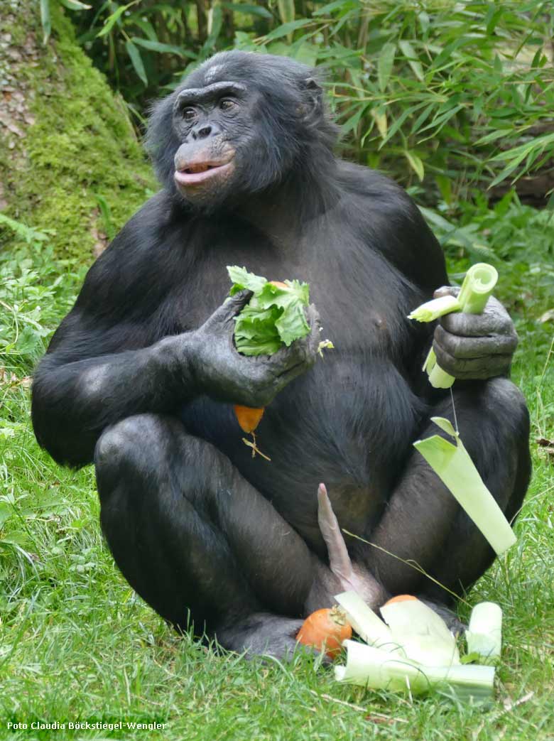 Männlicher Bonobo am 4. September 2017 auf der Außenanlage im Grünen Zoo Wuppertal (Foto Claudia Böckstiegel-Wengler)