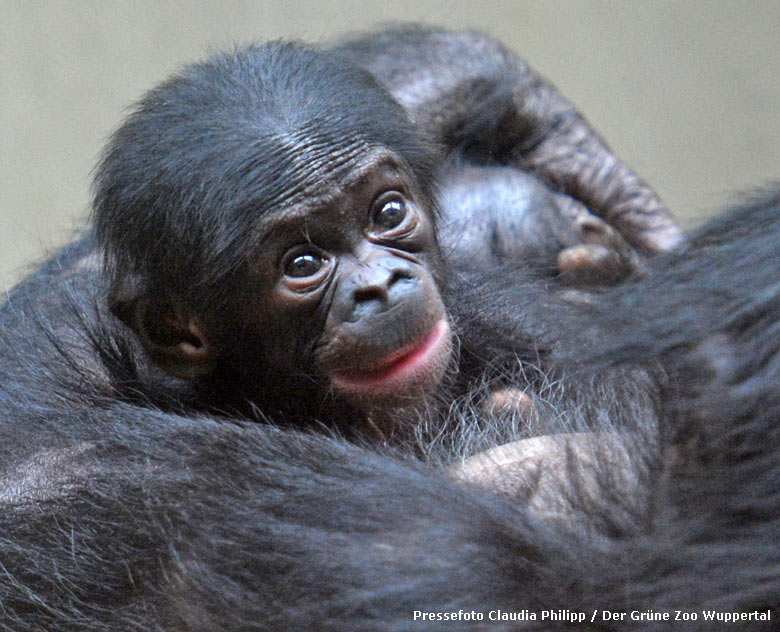 Bonobo-Jungtier in den Armen der Bonobo-Mutter EJA am 16. Juli 2017 im Menschenaffenhaus im Zoo Wuppertal (Pressefoto Claudia Philipp / Der Grüne Zoo Wuppertal)