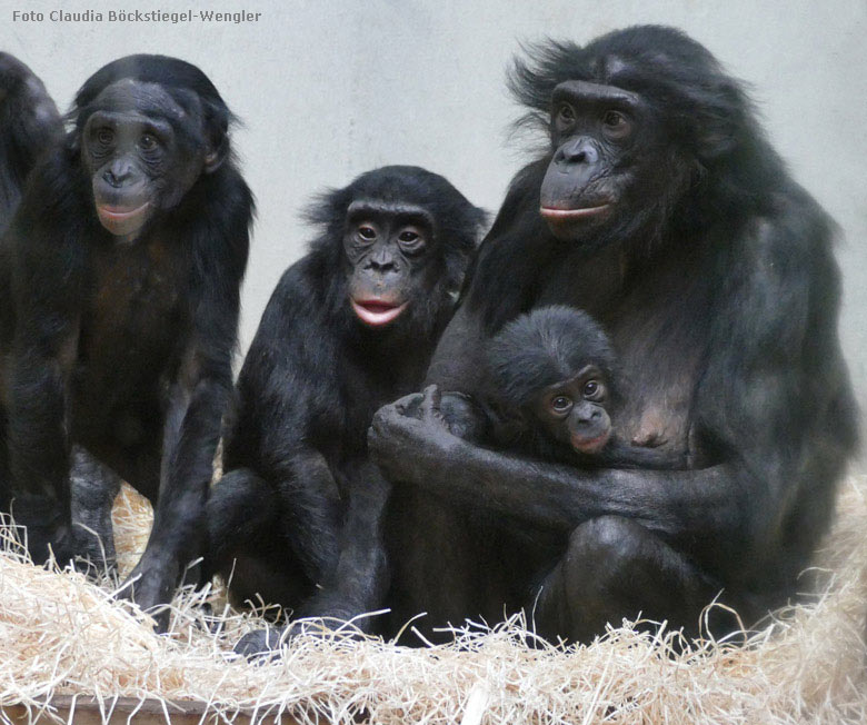 Bonobo-Mutter EJA mit Jungtier am 25. September 2017 im Innengehege im Menschenaffenhaus im Zoo Wuppertal (Foto Claudia Böckstiegel-Wengler)