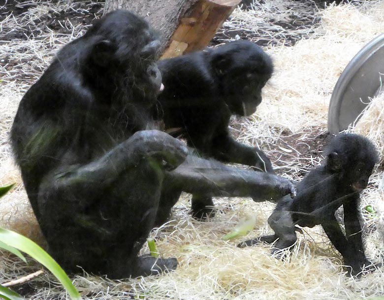 Bonobo-Mutter EJA mit Jungtier am 2. Oktober 2017 im Innengehege im Menschenaffenhaus im Zoologischen Garten Wuppertal