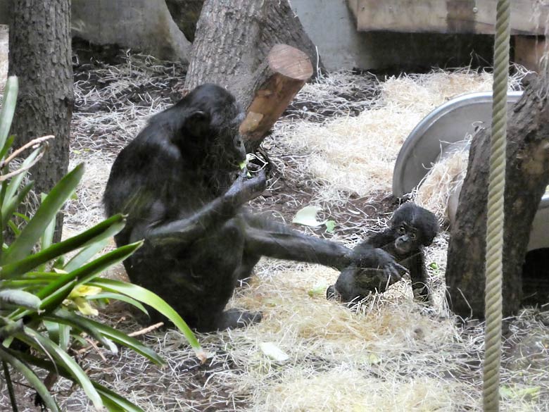 Bonobo-Mutter EJA mit Jungtier am 2. Oktober 2017 im Innengehege im Menschenaffenhaus im Zoo Wuppertal