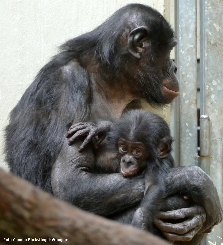 Noch namenloses Bonobo-Jungtier am 16. Dezember 2017 im Menschenaffenhaus im Zoologischen Garten der Stadt Wuppertal (Foto Claudia Böckstiegel-Wengler)