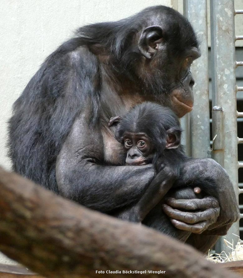 Noch namenloses Bonobo-Jungtier am 16. Dezember 2017 im Menschenaffenhaus im Wuppertaler Zoo (Foto Claudia Böckstiegel-Wengler)