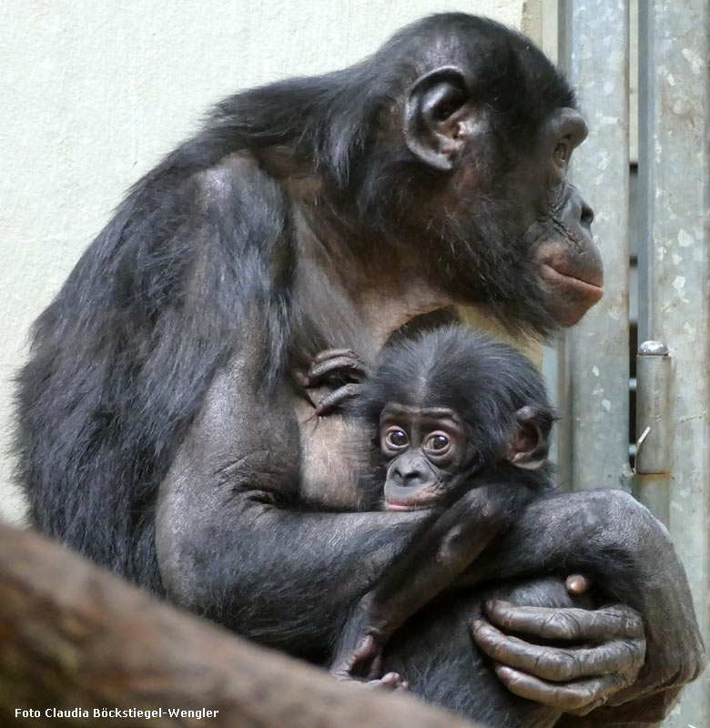 Noch namenloses Bonobo-Jungtier am 16. Dezember 2017 im Menschenaffenhaus im Zoo Wuppertal (Foto Claudia Böckstiegel-Wengler)