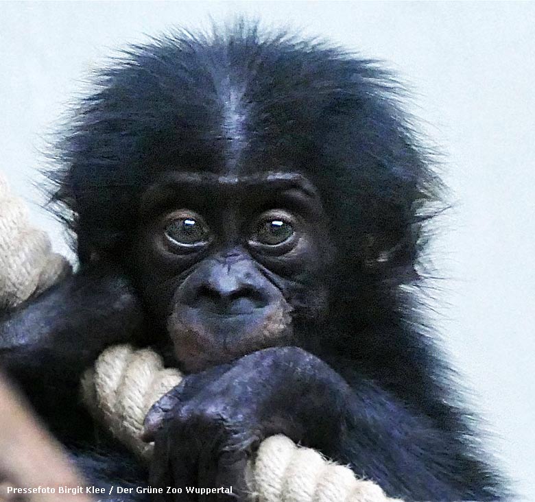 Bonobojungtier BAKARI im Menschenaffenhaus im Grünen Zoo Wuppertal (Foto Birgit Klee)