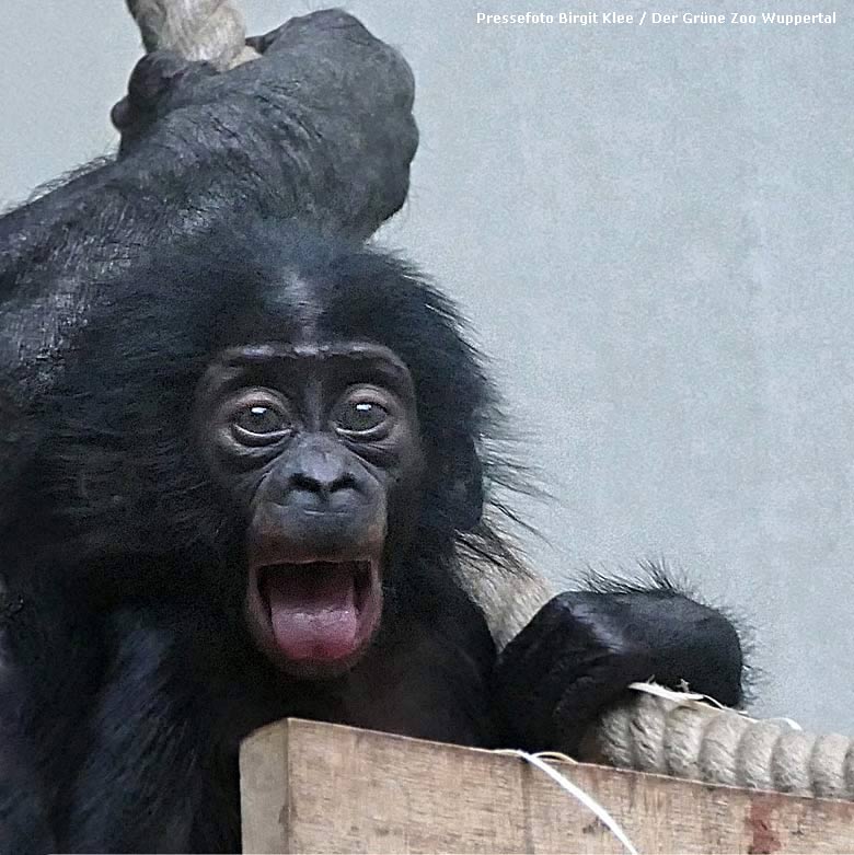 Bonobojungtier BAKARI im Menschenaffenhaus im Zoologischen Garten der Stadt Wuppertal (Foto Birgit Klee)