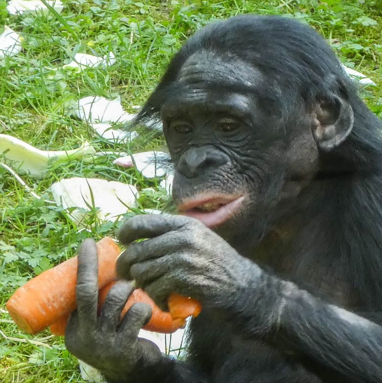 Bonobo am 21. April 2018 mit Möhren auf der Außenanlage im Zoo Wuppertal