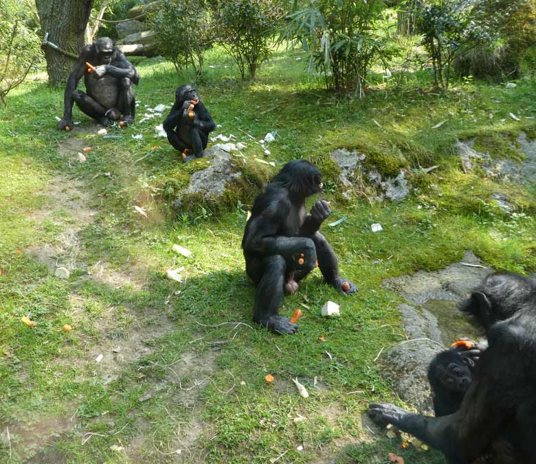 Bonobos am 21. April 2018 mit Möhren auf der Außenanlage im Grünen Zoo Wuppertal