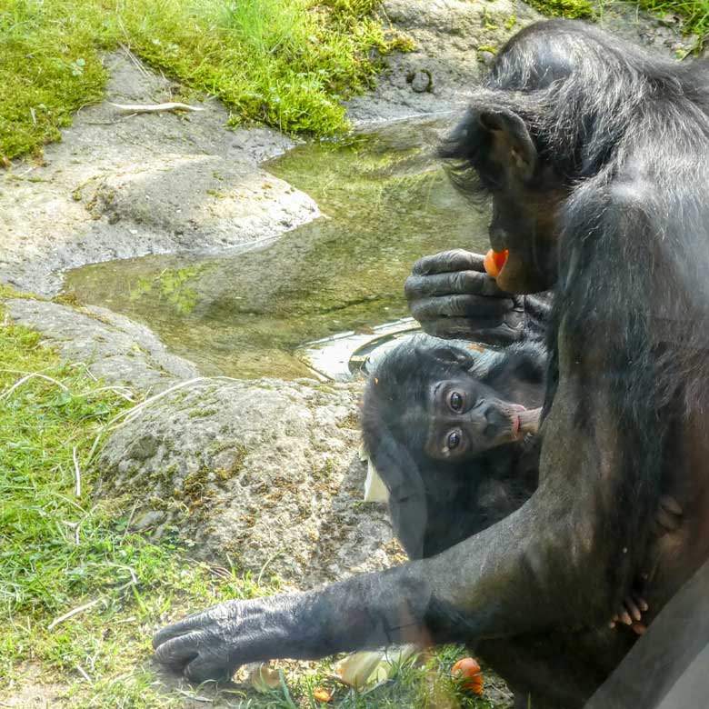 Bonobo-Mutter EJA mit Bonobo-Jungtier BAKARI am 21. April 2018 auf der Außenanlage im Wuppertaler Zoo