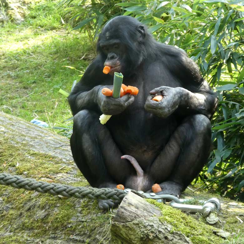 Bonobo am 21. April 2018 mit Möhren auf der Außenanlage im Zoo Wuppertal