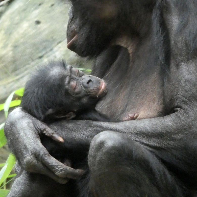 Schlafendes Bonobo-Jungtier BAKARI am 13. Mai 2018 auf der Außenanlage im Grünen Zoo Wuppertal