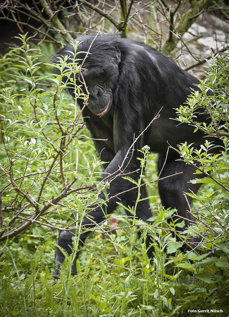 Bonobo am 12. Juni 2018 auf der Außenanlage im Wuppertaler Zoo (Foto Gerrit Nitsch)