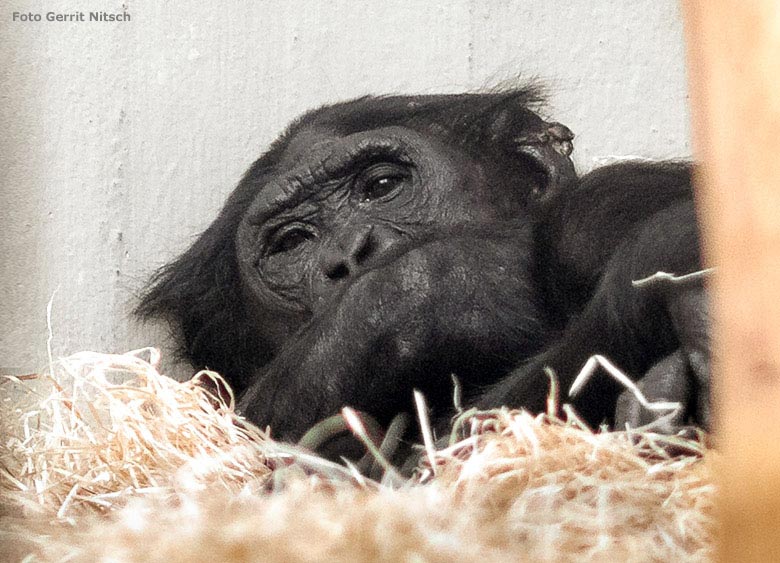 Bonobo Männchen BILI am 17. November 2018 im Menschenaffen-Haus im Grünen Zoo Wuppertal (Foto Gerrit Nitsch)