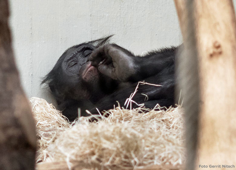 Bonobo Männchen BILI am 17. November 2018 im Menschenaffen-Haus im Wuppertaler Zoo (Foto Gerrit Nitsch)