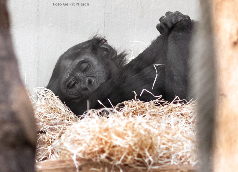 Bonobo Männchen BILI am 17. November 2018 im Menschenaffen-Haus im Zoologischen Garten Wuppertal (Foto Gerrit Nitsch)