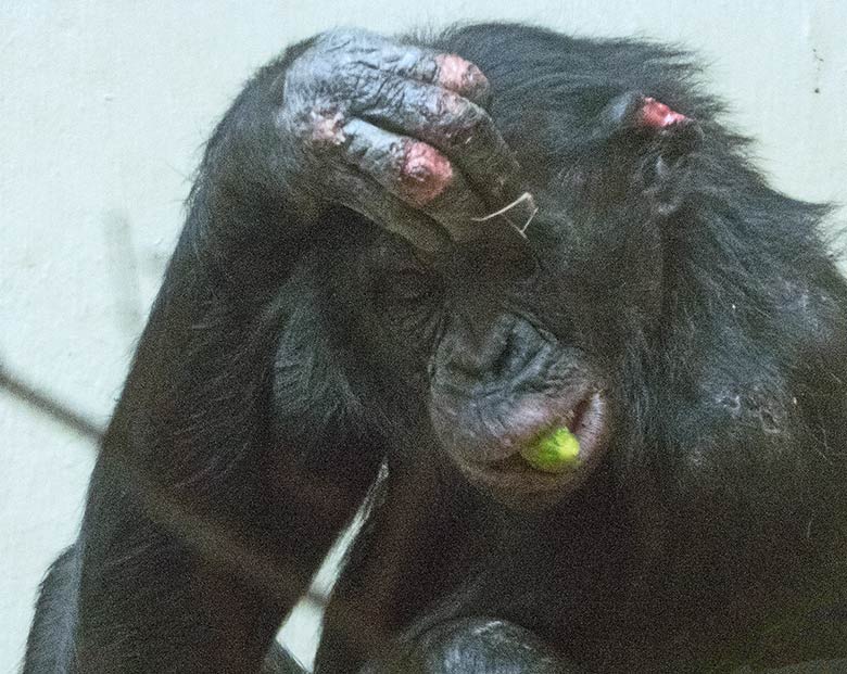 Bonobo Männchen BILI mit Verletzungen am linken Ohr und an den Fingern am 20. Januar 2019 im Menschenaffen-Haus im Zoologischen Garten Wuppertal