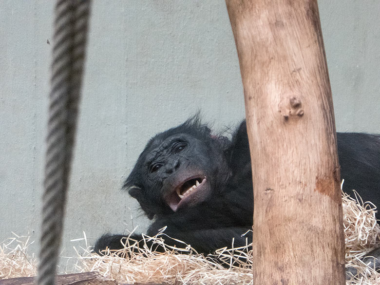 Bonobo Männchen BILI am 20. Januar 2019 im Menschenaffen-Haus im Zoo Wuppertal