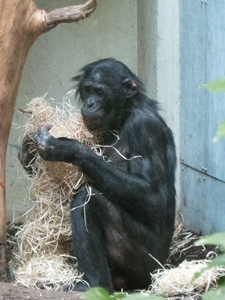 Bonobo Männchen BILI am 20. Januar 2019 im Menschenaffen-Haus im Grünen Zoo Wuppertal