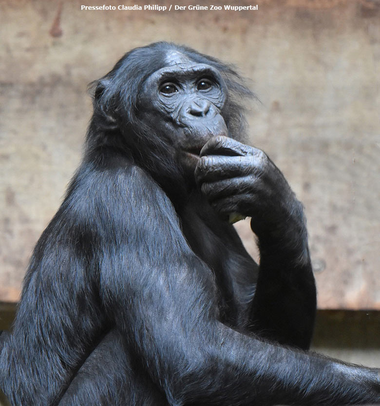 Bonobo BILI am 13. November 2018 im Grünen Zoo Wuppertal (Pressefoto Claudia Philipp - Der Grüne Zoo Wuppertal)