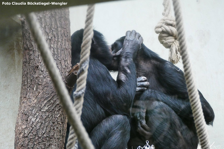 Bonobo-Männchen MATO mit Bonobo-Männchen BILI am 13. Februar 2019 im Menschenaffen-Haus im Wuppertaler Zoo (Foto Claudia Böckstiegel-Wengler)