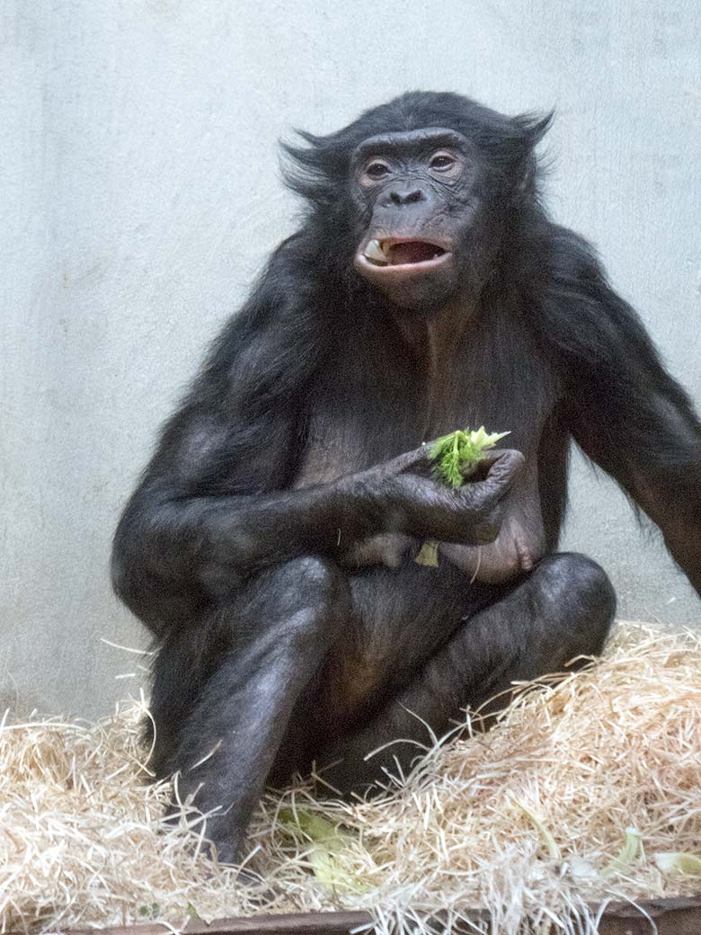Bonobo-Weibchen EJA am 17. Februar 2019 im Menschenaffen-Haus im Grünen Zoo Wuppertal