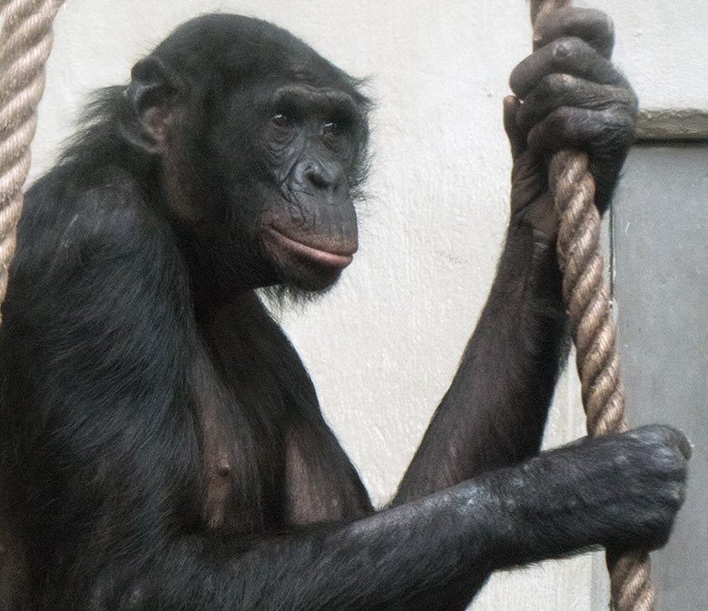 Männlicher Bonobo BILI am 23. Februar 2019 im Menschenaffen-Haus im Zoo Wuppertal