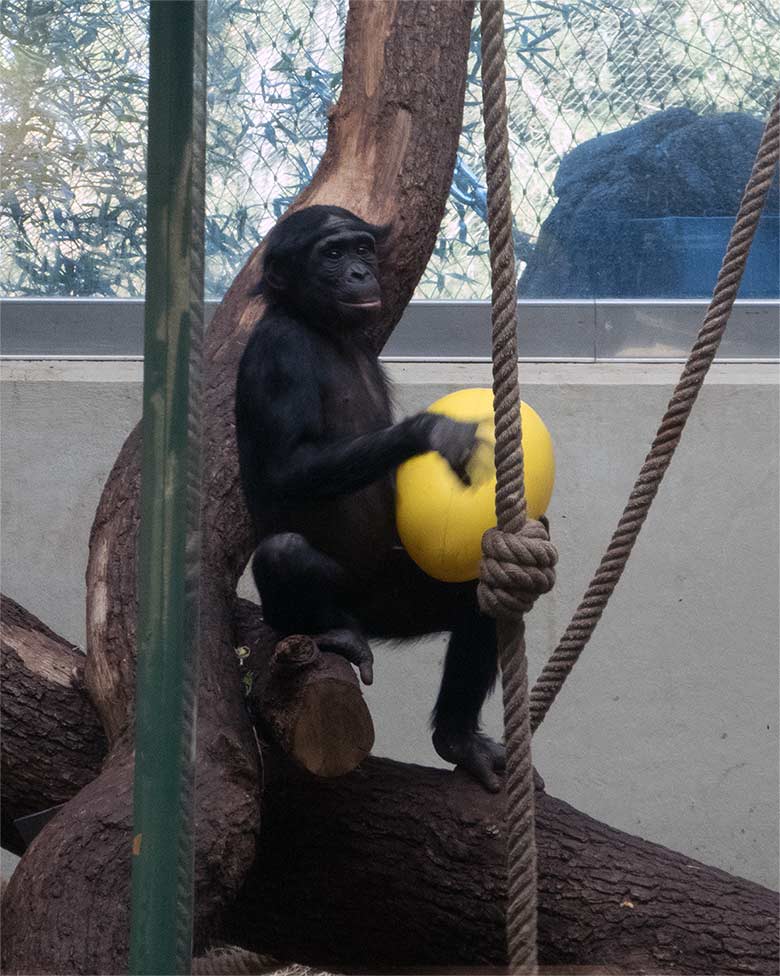 Bonobo-Jungtier AKEENA am 24. Februar 2019 im Menschenaffen-Haus im Grünen Zoo Wuppertal