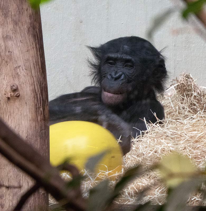 Bonobo-Männchen BILI am 24. Februar 2019 im Menschenaffen-Haus im Zoologischen Garten Wuppertal