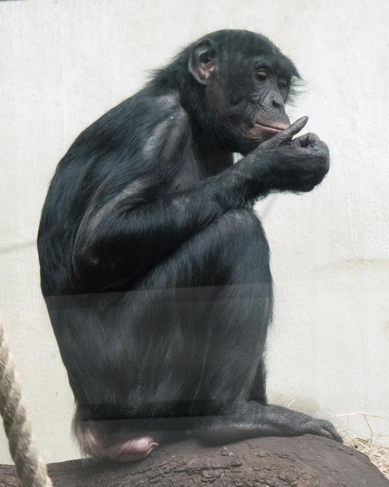 Bonobo-Weibchen MUHDEBLU am 24. Februar 2019 im Menschenaffen-Haus im Zoologischen Garten der Stadt Wuppertal