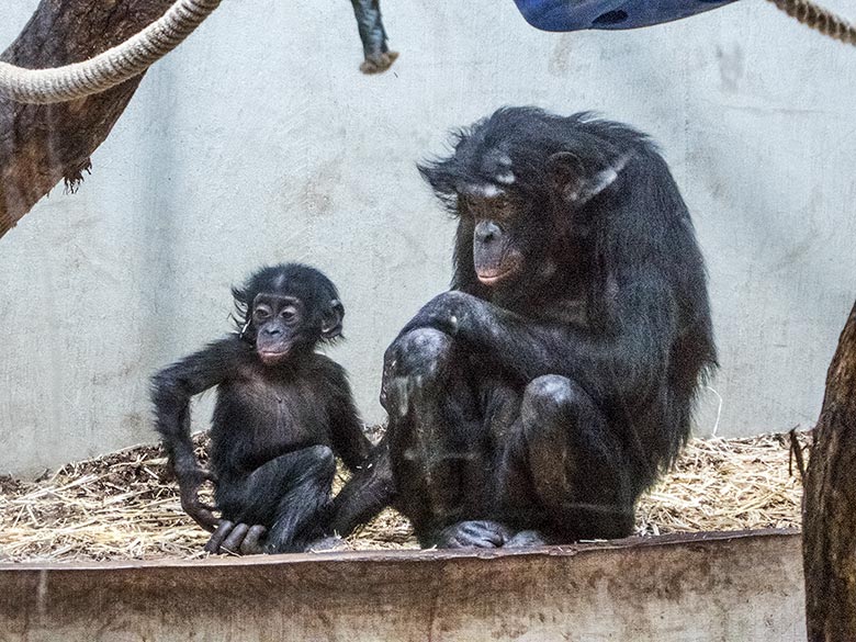 Bonobo-Jungtier BAKARI mit Bonobo-Weibchen EJA am 16. März 2019 im Menschenaffen-Haus im Grünen Zoo Wuppertal