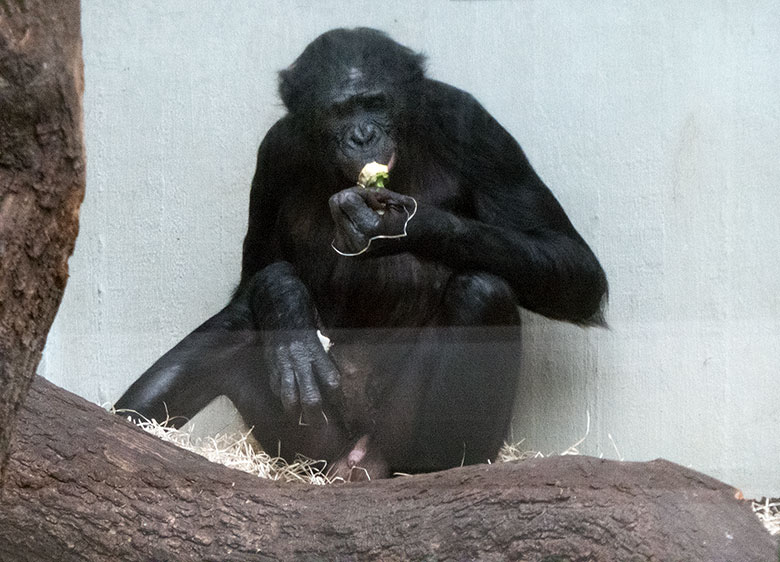 Bonobo-Männchen BILI am 20. März 2019 im Menschenaffen-Haus im Wuppertaler Zoo