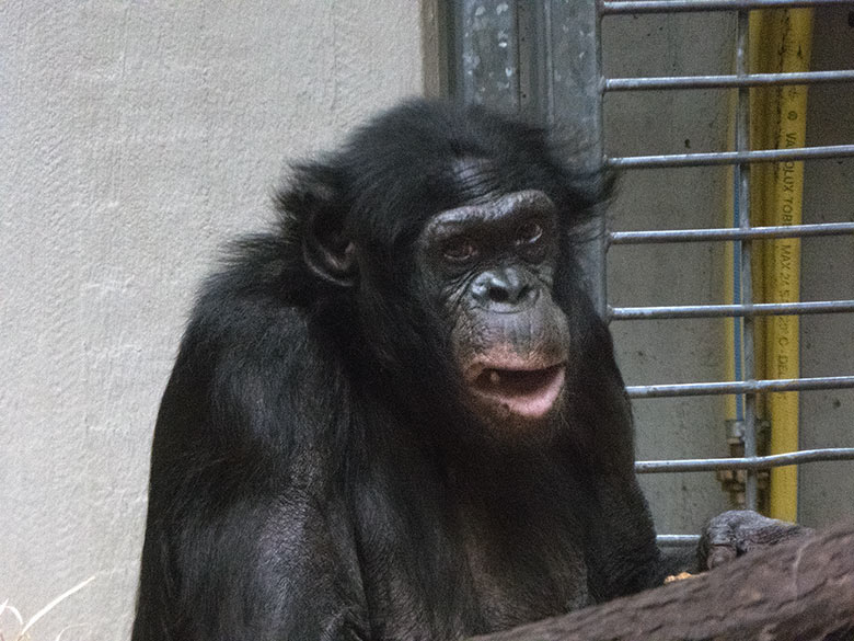 Bonobo-Männchen MATO am 20. März 2019 im Menschenaffen-Haus im Grünen Zoo Wuppertal